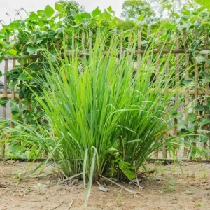 Live Lemongrass Plant - 4 Inch Pot, Starter Herb, Fragrant Culinary Grass - Image 5