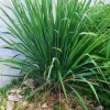 Live Lemongrass Plant - 4 Inch Pot, Starter Herb, Fragrant Culinary Grass - Image 1