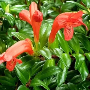 Live Lipstick Plant - 10 inch Tropical Indoor Plant in 3.5 inch Pot - Foliage Houseplant - Image 2