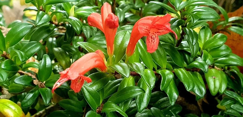 Live Lipstick Plant - 10 inch Tropical Indoor Plant in 3.5 inch Pot - Foliage Houseplant - Image 2