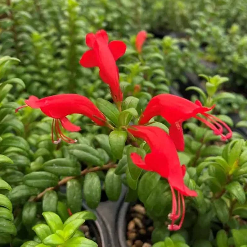 Live Lipstick Plant - 10 inch Tropical Indoor Plant in 3.5 inch Pot - Foliage Houseplant - Image 3