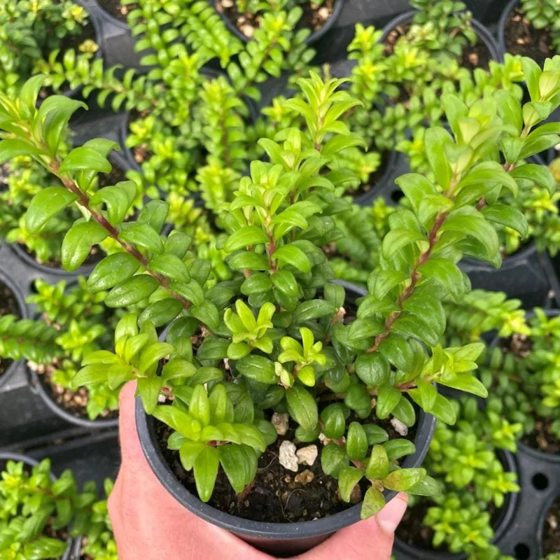 Live Lipstick Plant - 10 inch Tropical Indoor Plant in 3.5 inch Pot - Foliage Houseplant - Image 4