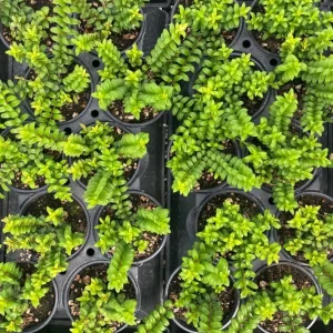 Live Lipstick Plant - 10 inch Tropical Indoor Plant in 3.5 inch Pot - Foliage Houseplant - Image 5