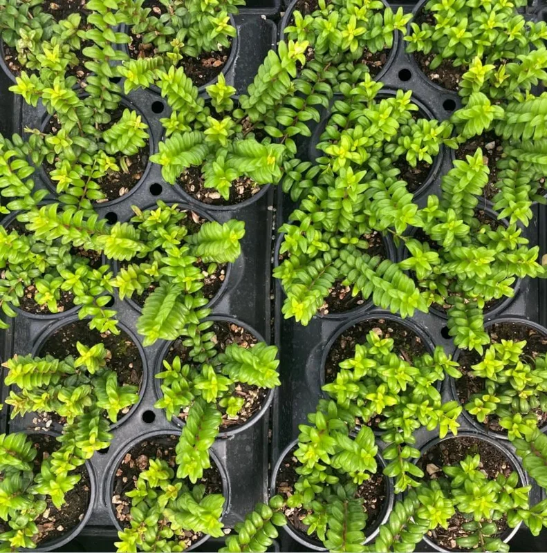 Live Lipstick Plant - 10 inch Tropical Indoor Plant in 3.5 inch Pot - Foliage Houseplant - Image 5