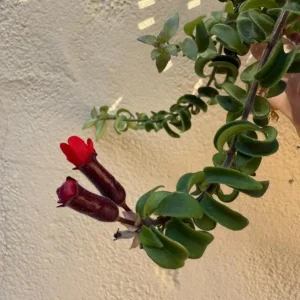 Live Lipstick Plant - 10 inch Tropical Indoor Plant in 3.5 inch Pot - Foliage Houseplant - Image 6