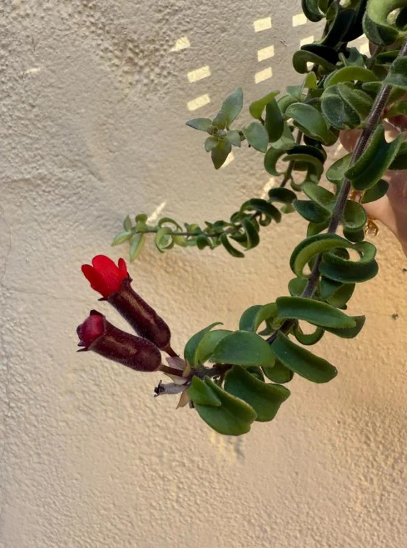 Live Lipstick Plant - 10 inch Tropical Indoor Plant in 3.5 inch Pot - Foliage Houseplant - Image 6