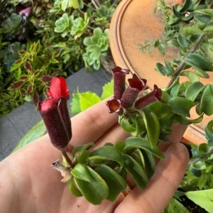 Live Lipstick Plant - 10 inch Tropical Indoor Plant in 3.5 inch Pot - Foliage Houseplant - Image 7