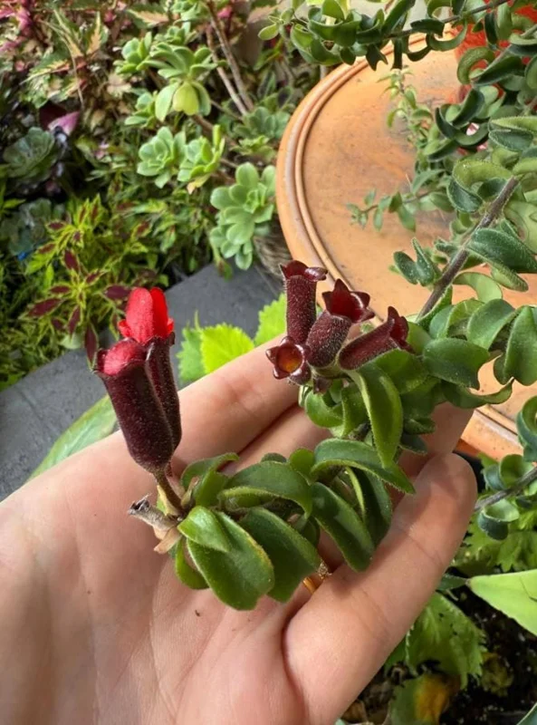 Live Lipstick Plant - 10 inch Tropical Indoor Plant in 3.5 inch Pot - Foliage Houseplant - Image 7