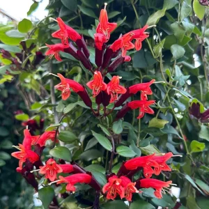 Live Lipstick Plant - 10 inch Tropical Indoor Plant in 3.5 inch Pot - Foliage Houseplant - Image 1