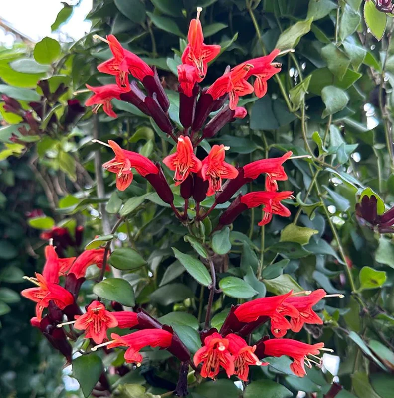 Live Lipstick Plant - 10 inch Tropical Indoor Plant in 3.5 inch Pot - Foliage Houseplant - Image 1