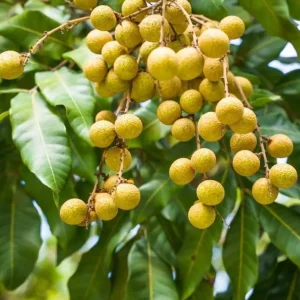 Live Longan Plant - Tropical Fruit Tree - 4 Inch Pot - 8-10 Inch Tall - Image 2