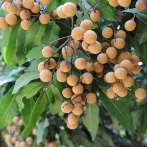 Live Longan Plant - Tropical Fruit Tree - 4 Inch Pot - 8-10 Inch Tall - Image 3