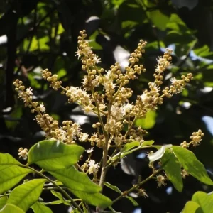 Live Longan Plant - Tropical Fruit Tree - 4 Inch Pot - 8-10 Inch Tall - Image 4