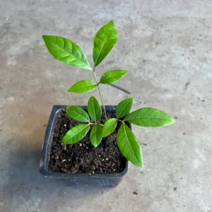 Live Longan Plant - Tropical Fruit Tree - 4 Inch Pot - 8-10 Inch Tall - Image 5