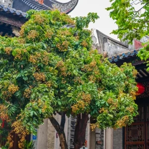 Live Longan Plant - Tropical Fruit Tree - 4 Inch Pot - 8-10 Inch Tall - Image 6