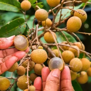 Live Longan Plant - Tropical Fruit Tree - 4 Inch Pot - 8-10 Inch Tall - Image 1