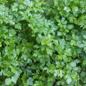 Live Parsley Plant – Fresh Culinary Herb – 7-inch Tall – 3.5-inch Pot - Image 2
