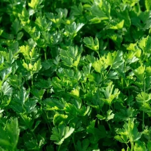 Live Parsley Plant – Fresh Culinary Herb – 7-inch Tall – 3.5-inch Pot - Image 3