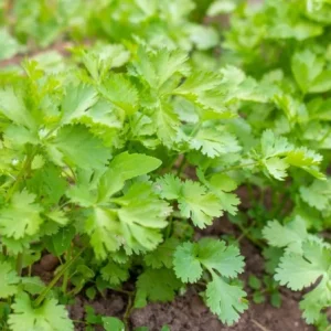 Live Parsley Plant – Fresh Culinary Herb – 7-inch Tall – 3.5-inch Pot - Image 4