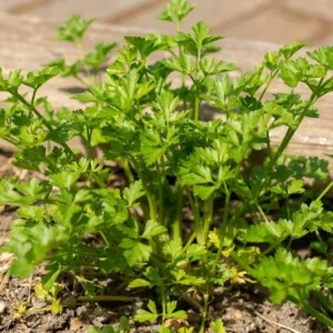 Live Parsley Plant – Fresh Culinary Herb – 7-inch Tall – 3.5-inch Pot - Image 5