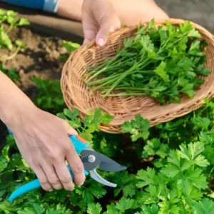 Live Parsley Plant – Fresh Culinary Herb – 7-inch Tall – 3.5-inch Pot - Image 6