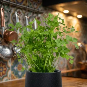 Live Parsley Plant – Fresh Culinary Herb – 7-inch Tall – 3.5-inch Pot - Image 8