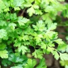 Live Parsley Plant – Fresh Culinary Herb – 7-inch Tall – 3.5-inch Pot - Image 1