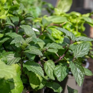 Live Peppermint Plant – 4-inch Pot – Fragrant Culinary Herb for Tea & Cooking - Image 2