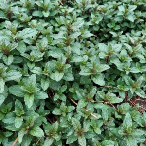 Live Peppermint Plant – 4-inch Pot – Fragrant Culinary Herb for Tea & Cooking - Image 3