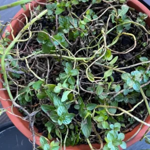 Live Peppermint Plant – 4-inch Pot – Fragrant Culinary Herb for Tea & Cooking - Image 4