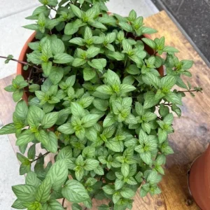 Live Peppermint Plant – 4-inch Pot – Fragrant Culinary Herb for Tea & Cooking - Image 5