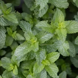 Live Peppermint Plant – 5-inch Height, 3.5-inch Pot – Indoor & Outdoor Culinary Herb - Image 2