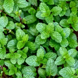 Live Peppermint Plant – 5-inch Height, 3.5-inch Pot – Indoor & Outdoor Culinary Herb - Image 3