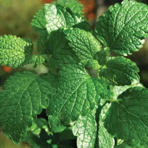 Live Peppermint Plant – 5-inch Height, 3.5-inch Pot – Indoor & Outdoor Culinary Herb - Image 4