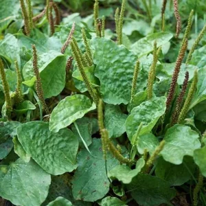 Live Plantain Plants - 3 Perennials in 4 Inch Pot - Edible Garden Plant - 10