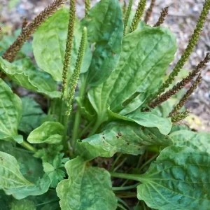 Live Plantain Plants - 3 Perennials in 4 Inch Pot - Edible Garden Plant - 10