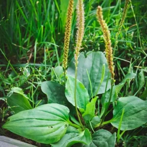 Live Plantain Plants - 3 Perennials in 4 Inch Pot - Edible Garden Plant - 10