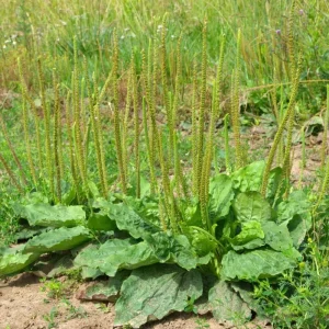 Live Plantain Plants - 3 Perennials in 4 Inch Pot - Edible Garden Plant - 10