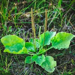 Live Plantain Plants - 3 Perennials in 4 Inch Pot - Edible Garden Plant - 10
