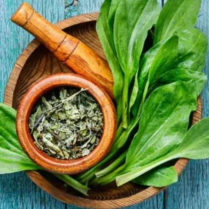 Live Plantain Plants - 3 Perennials in 4 Inch Pot - Edible Garden Plant - 10