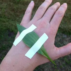 Live Plantain Plants - 3 Perennials in 4 Inch Pot - Edible Garden Plant - 10