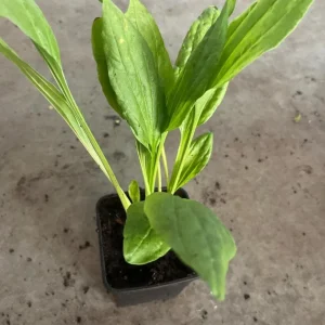 Live Plantain Plants - 3 Perennials in 4 Inch Pot - Edible Garden Plant - 10