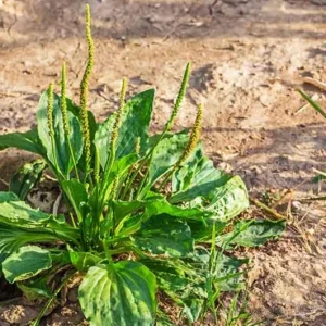 Live Plantain Plants - 3 Perennials in 4 Inch Pot - Edible Garden Plant - 10