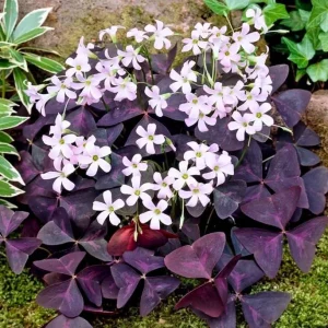 Live Purple Shamrock Plant – 6-inch Tall – 4-inch Pot – Indoor Houseplant - Image 2