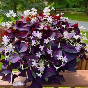 Live Purple Shamrock Plant – 6-inch Tall – 4-inch Pot – Indoor Houseplant - Image 3