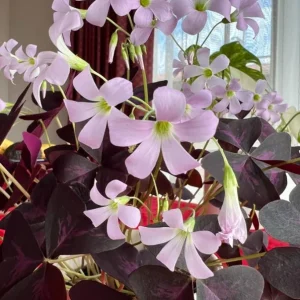 Live Purple Shamrock Plant – 6-inch Tall – 4-inch Pot – Indoor Houseplant - Image 4