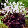 Live Purple Shamrock Plant – 6-inch Tall – 4-inch Pot – Indoor Houseplant - Image 1