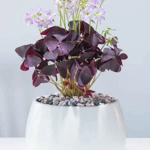 Live Purple Shamrock Plant – 6-inch Tall – 4-inch Pot – Indoor Houseplant - Image 5