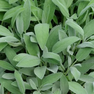 Live Sage Herb Plant – 7-inch Tall, 3.5-inch Pot – Aromatic Culinary Herb - Image 2