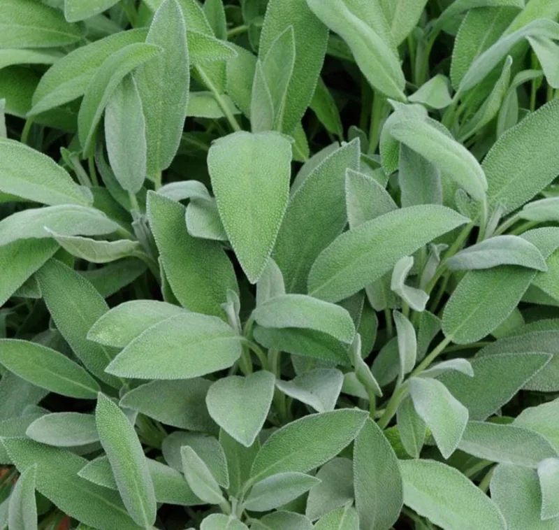 Live Sage Herb Plant – 7-inch Tall, 3.5-inch Pot – Aromatic Culinary Herb - Image 2